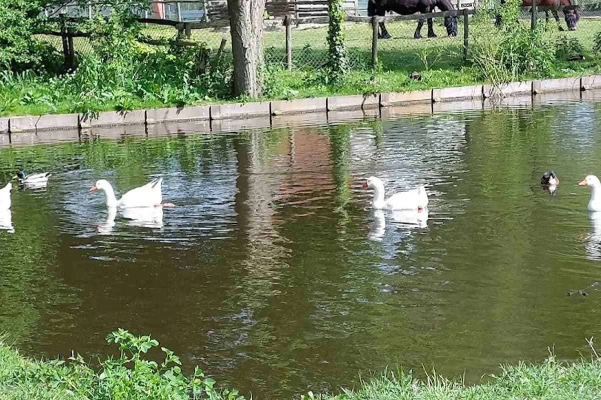 Autorijschool Vinesh - Zaandam
